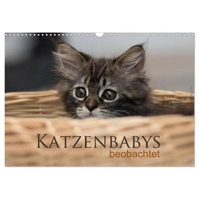Katzenbabys beobachtet (Wandkalender 2027 DIN A3 quer), CALVENDO Monatskalender