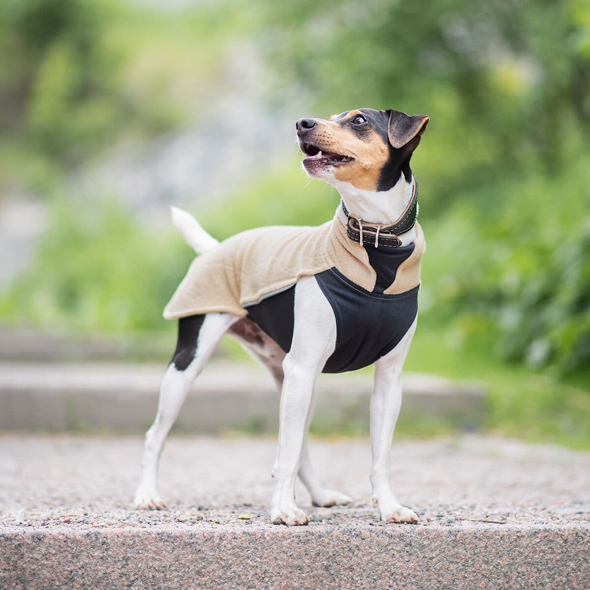 Pomppa Jumppa Fleecedekken Til Hund Sand