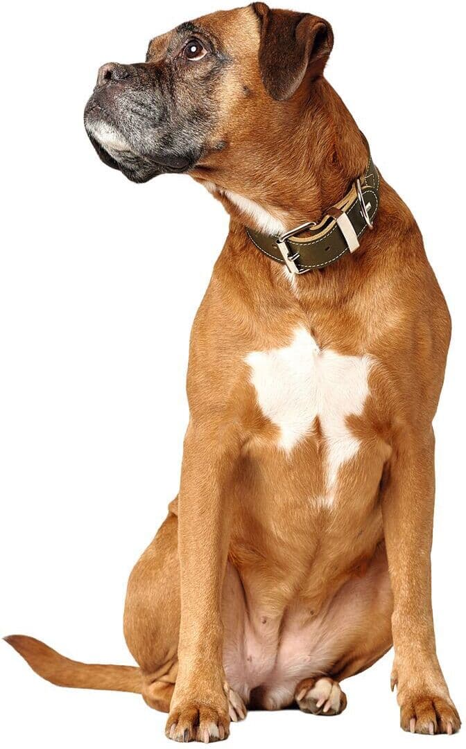 Hunter Aalborg Special Hundhalsband Grön 65cm