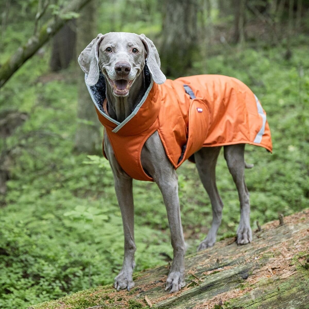 Pomppa Toppa Vinterdekken Hund Rust