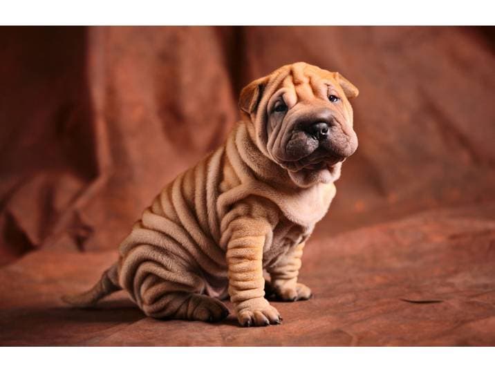 Fototapete PAPERMOON BULLDOG-TIERE HUND BULLDOGE HUNDE BLUMEN NATUR WANDDEKO , bunt, B:2m L:1,49m, Vlies, Tapeten, Fototapete