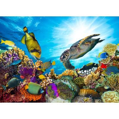 Fototapete PAPERMOON "Coral Reef Fiji", bunt, B:3,5m L:2,6m, Vlies, Tapeten