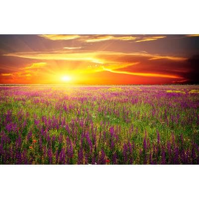 Fototapete PAPERMOON "Blumenwiese Sonnenuntergang", bunt, B:2m L:1,49m, Vlies, Tapeten