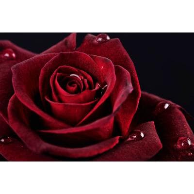 Fototapete PAPERMOON "Rose", bunt, B:3,5m L:2,6m, Vlies, Tapeten