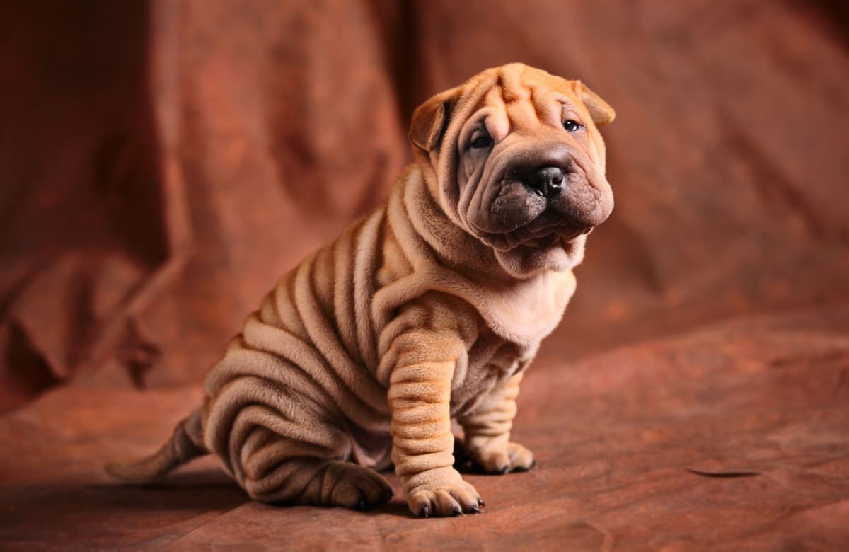 Fototapete PAPERMOON "BULLDOG-TIERE HUND BULLDOGE HUNDE BLUMEN NATUR WANDDEKO", bunt, B:2m L:1,49m, Vlies, Tapeten, Fototapete