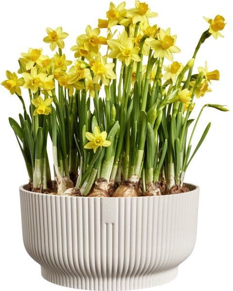 Elho Vibes Bowl Blomsterkrukke, 25 Cm, Linen White