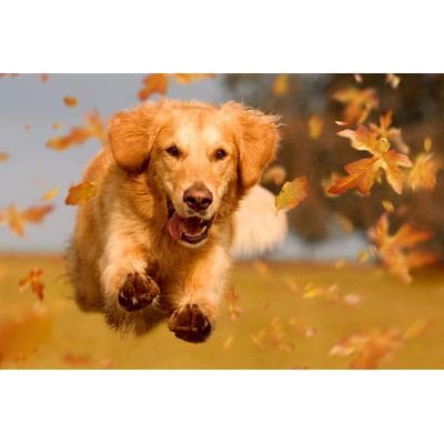 Fototapete PAPERMOON "Hund", bunt, B:3m L:2,23m, Vlies, Tapeten