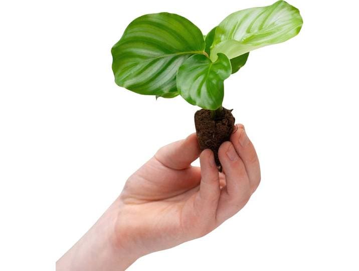 PLNTS - Baby Calathea Orbifolia (Gebedsplant) - Kamerplant - Stekplantje 2 cm - hoogte 15 cm