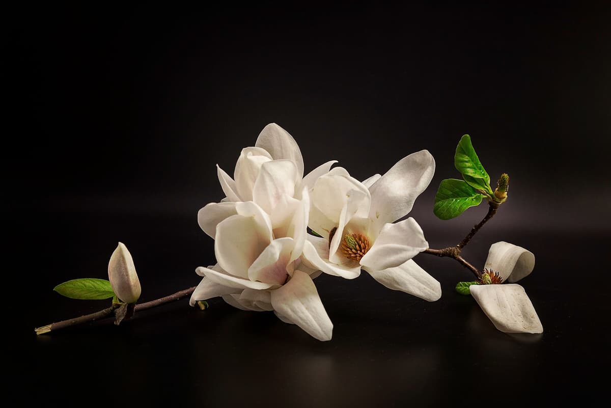Papermoon "Photo-Art TONY08, MAGNOLIE" bunt B/L: 2m x 1,49m, Bahnen: 4 Stk.