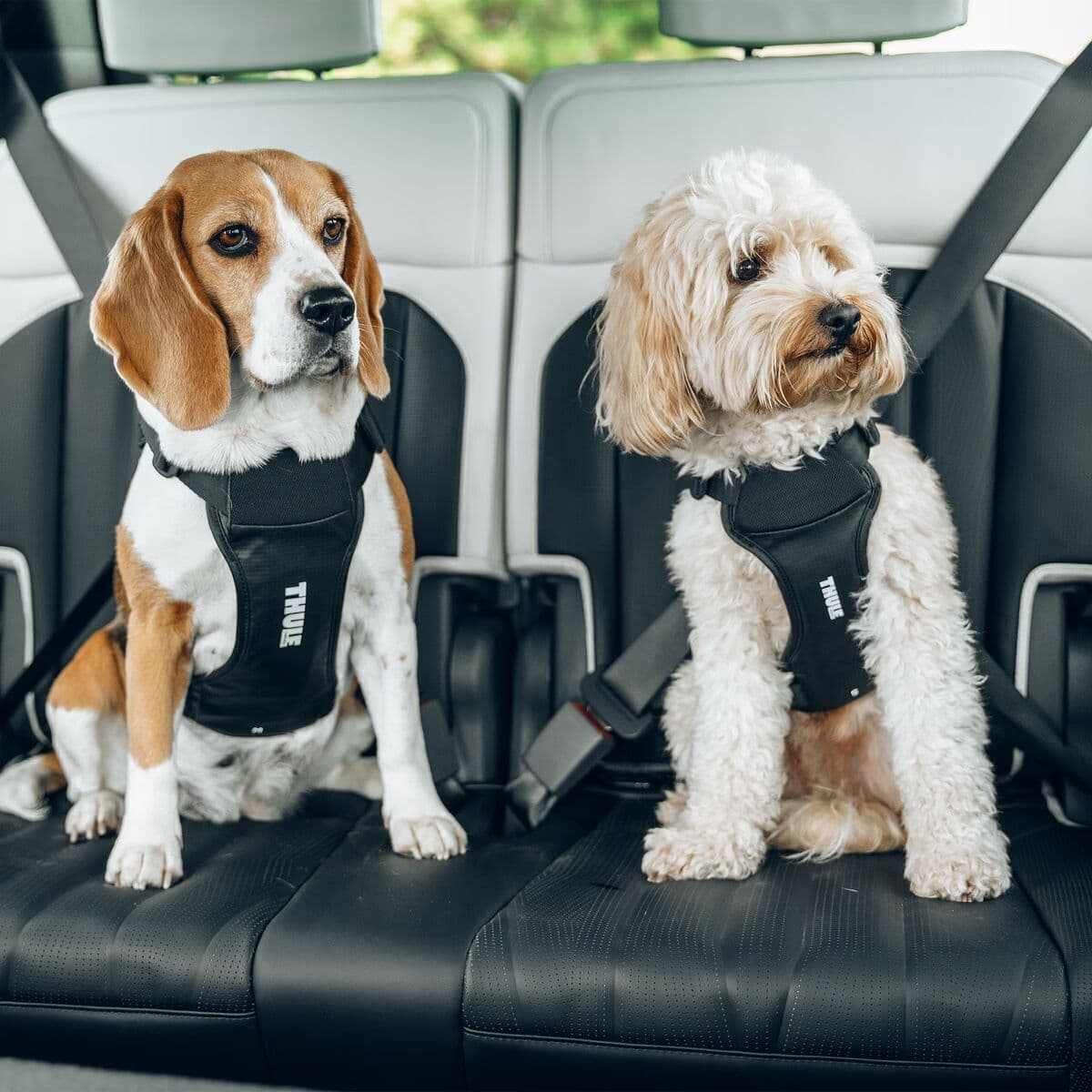 Thule Bilsele Hund Svart