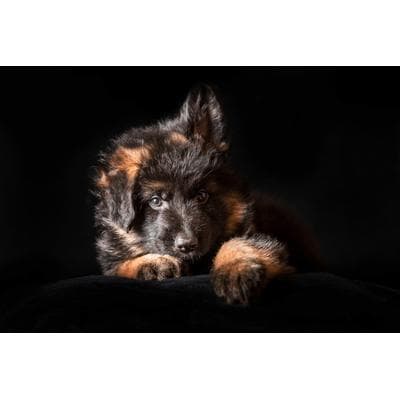 Fototapete PAPERMOON "SCHÄFER-HUND TIER WELPE PORTRÄT LANGHAARIG STUDIO", bunt, B:2,5m L:1,86m, Vlies, Tapeten
