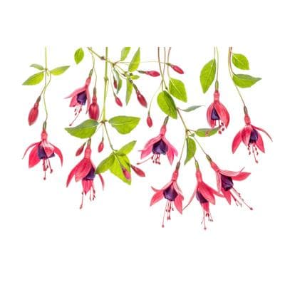 Fototapete PAPERMOON "Photo-Art MANDY DISHER, FUCHSIE", bunt, B:4m L:2,6m, Vlies, Tapeten