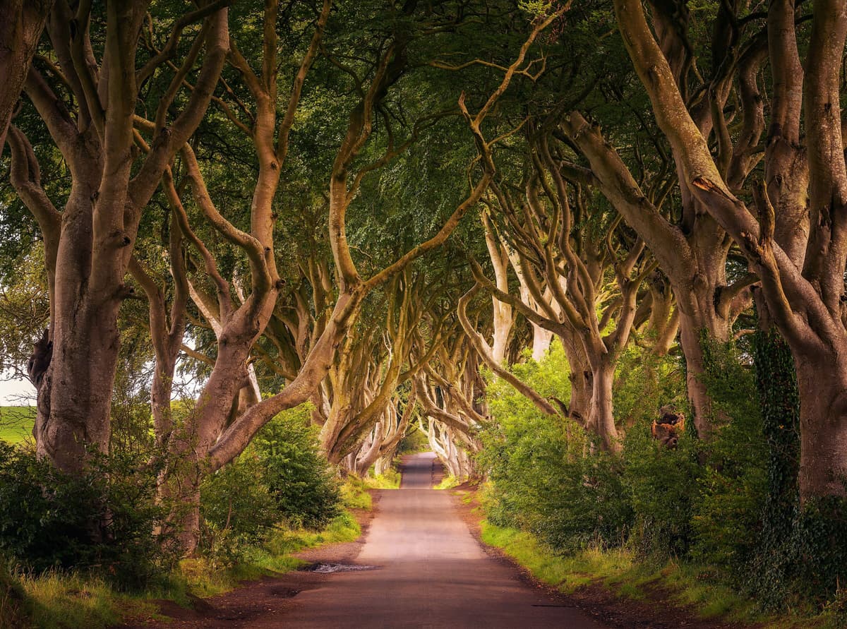 Fototapete PAPERMOON "Dark Hedges Tree Tunnel", bunt, B:3m L:2,23m, Vlies, Tapeten, Fototapete