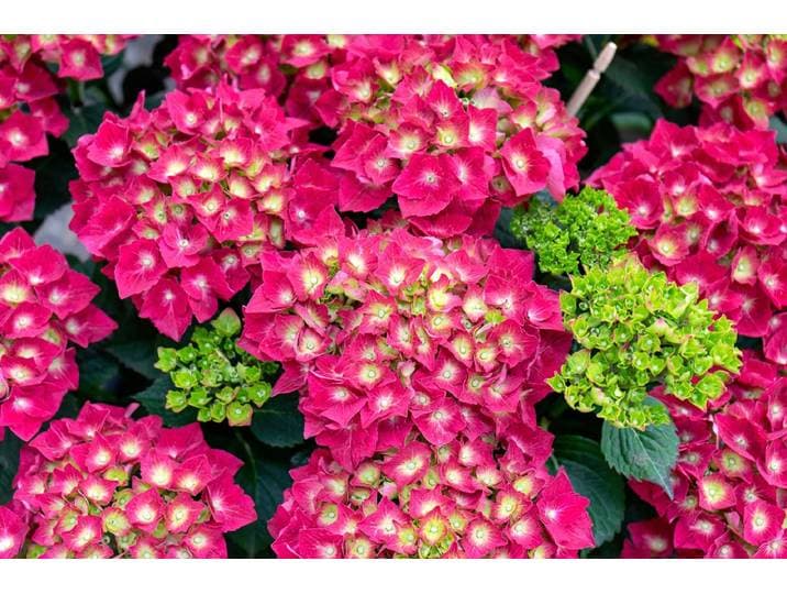 Fototapete PAPERMOON Blumen , bunt, B:2m L:1,49m, Vlies, Tapeten, Fototapete