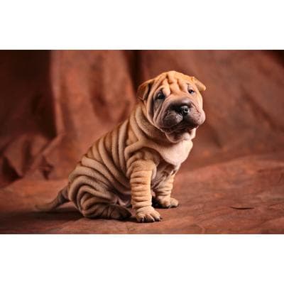 Fototapete PAPERMOON "BULLDOG-TIERE HUND BULLDOGE HUNDE BLUMEN NATUR WANDDEKO", bunt, B:2,5m L:1,86m, Vlies, Tapeten
