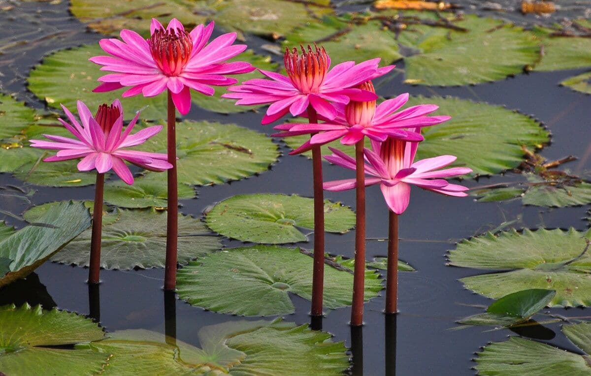 Fototapete PAPERMOON "Rosa Lotus", bunt, B:2,5m L:1,86m, Vlies, Tapeten, Fototapete bunt B/L: 2,5m x 1,86m, Bahnen: 5 Stk.