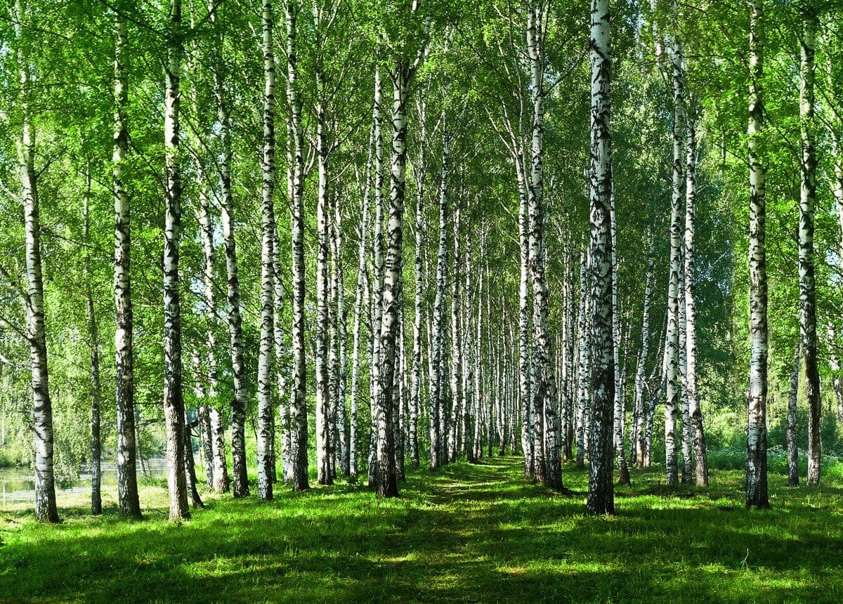 Fototapete PAPERMOON "Birkenwald", bunt, B:4m L:2,6m, Vlies, Tapeten