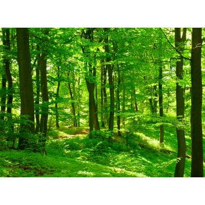 Fototapete PAPERMOON "Forest in Spring", bunt, B:5m L:2,8m, Vlies, Tapeten