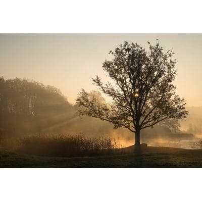 Fototapete PAPERMOON "Baum im Feld", bunt, B:3m L:2,23m, Vlies, Tapeten