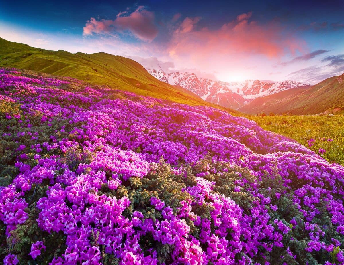 Fototapete PAPERMOON "Berge Blumen", bunt, B:5m L:2,8m, Vlies, Tapeten, Fototapete