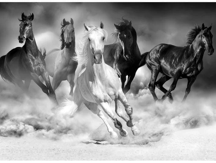 Fototapete PAPERMOON Pferde Schwarz & Weiss , schwarz (schwarz, weiß), B:4,5m L:2,8m, Vlies, Tapeten, Fototapete