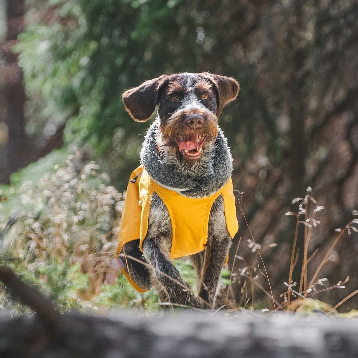 Pomppa Perus Vinterdekken Hund Curry