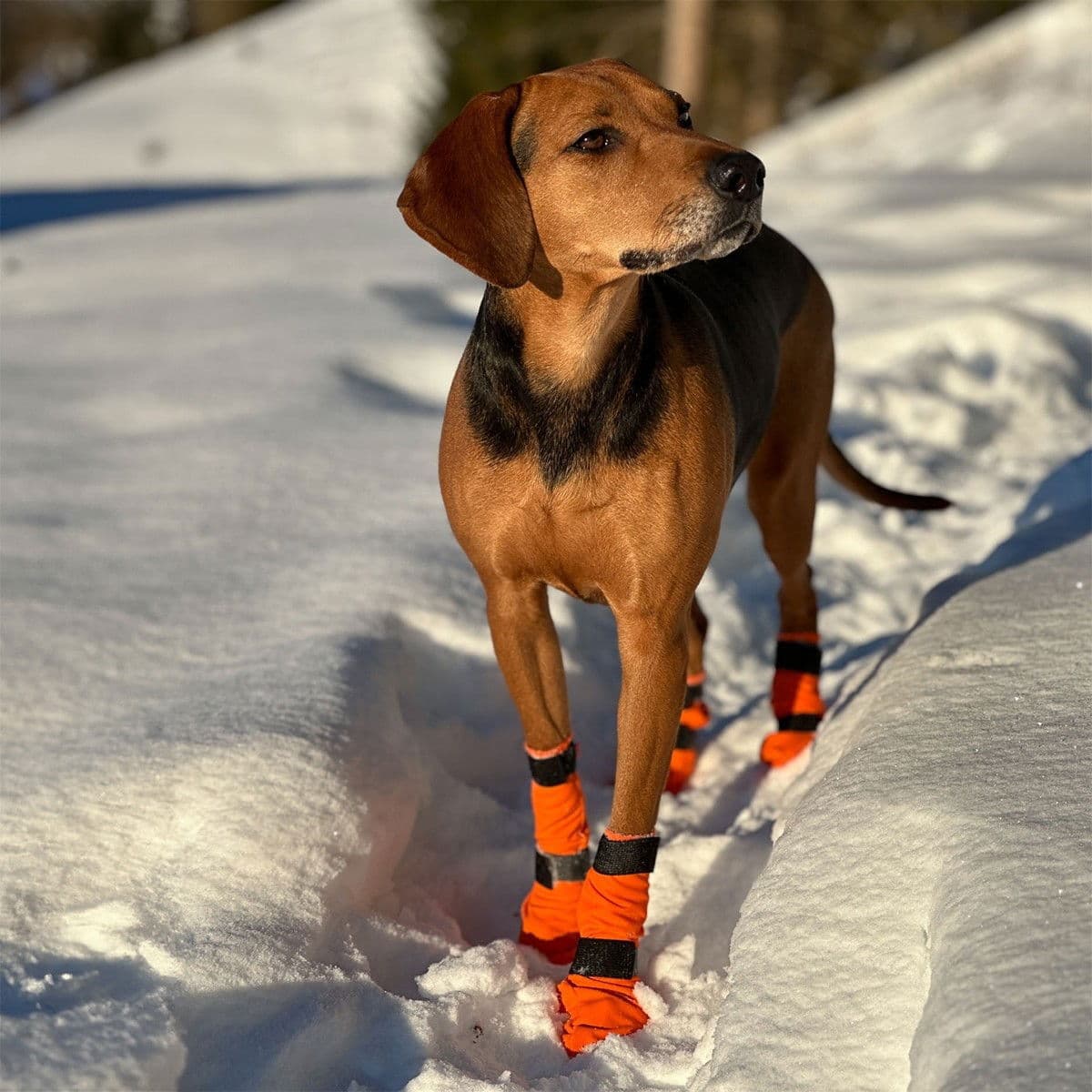 Non-stop dogwear Contact Bootie Høy Hundesko 4 St