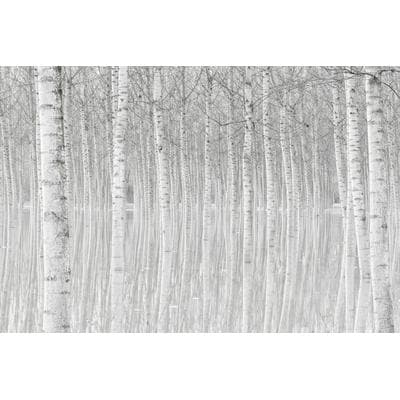 Fototapete PAPERMOON "Photo-Art AGLIONI SIMONE, BÄUME", bunt, B:4m L:2,6m, Vlies, Tapeten