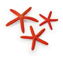 biOrb Seesterne Set 3 rot (48356)