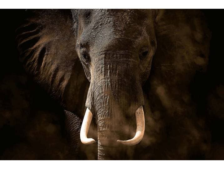 Fotobehang Elephant Ivory DD118922 A.S. Création Designwalls Geel Vlies 384 X 260 cm (8 delen) Fotobehang online webshop