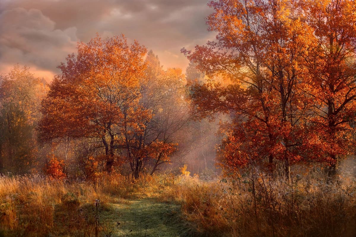 Fototapete PAPERMOON "HERBST-WALD-ROTE EICHEN BAUM NATUR PFLANZE SONNE NEBEL", bunt, B:4m L:2,6m, Vlies, Tapeten, Fototapete bunt B/L: 4m x 2,6m, Bahnen: 8 Stk.