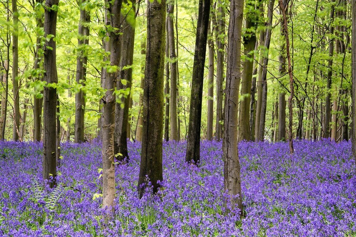 Fototapete PAPERMOON "Wald", bunt, B:2,5m L:1,86m, Vlies, Tapeten, Fototapete bunt B/L: 2,5m x 1,86m, Bahnen: 5 Stk.
