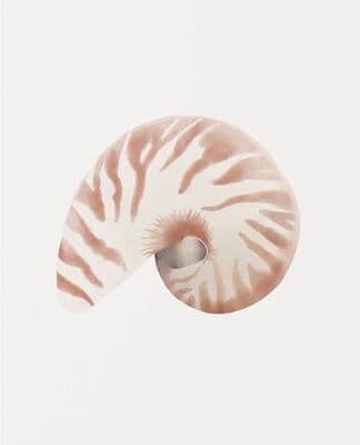Inspired Finds Watercolor Sea Shell Wall Art Canvas Set Starfish Coastal Prints For Living Room Decor 19.69x27.56in No Frame blush Nautilus Curl
