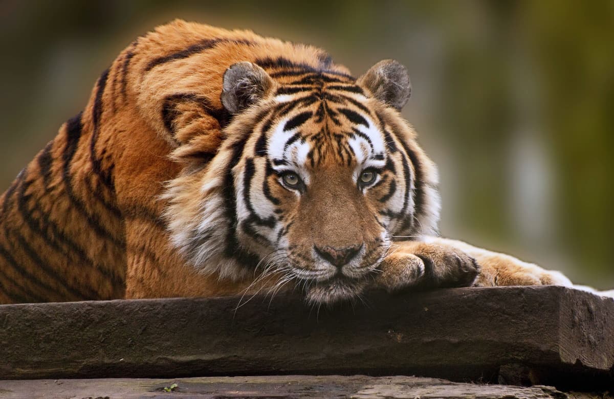Fototapete PAPERMOON "TIGER-NATUR LÖWE GEPARD PUMA JAGUAR DSCHUNGEL TIERE XXL", bunt, B:3m L:2,23m, Vlies, Tapeten, Fototapete
