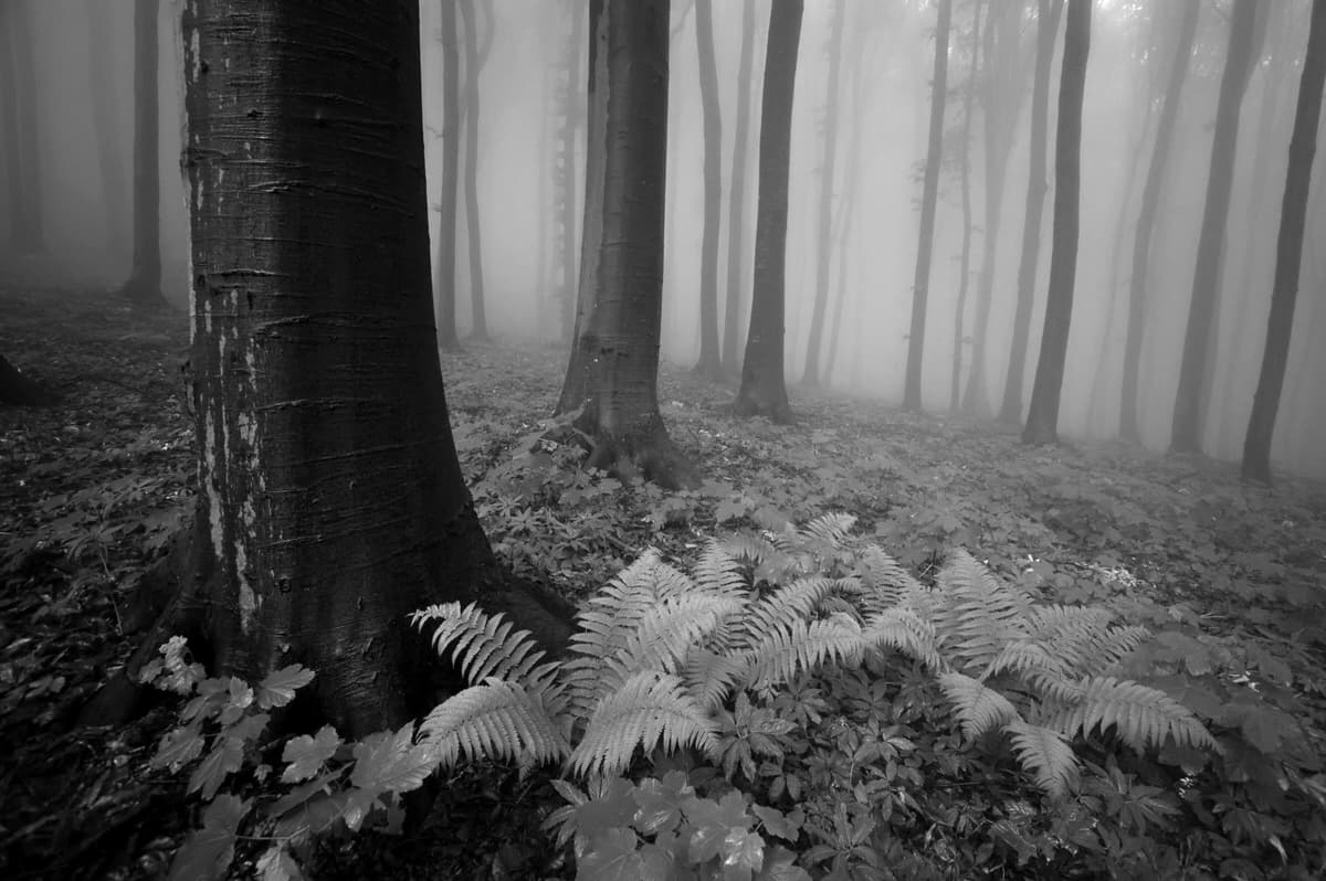 Fototapete PAPERMOON "Wald Schwarz & Weiss", schwarz (schwarz, weiß), B:5m L:2,8m, Vlies, Tapeten, Fototapete schwarz, weiß B/L: 5m x 2,8m, Bahnen: 10 Stk.