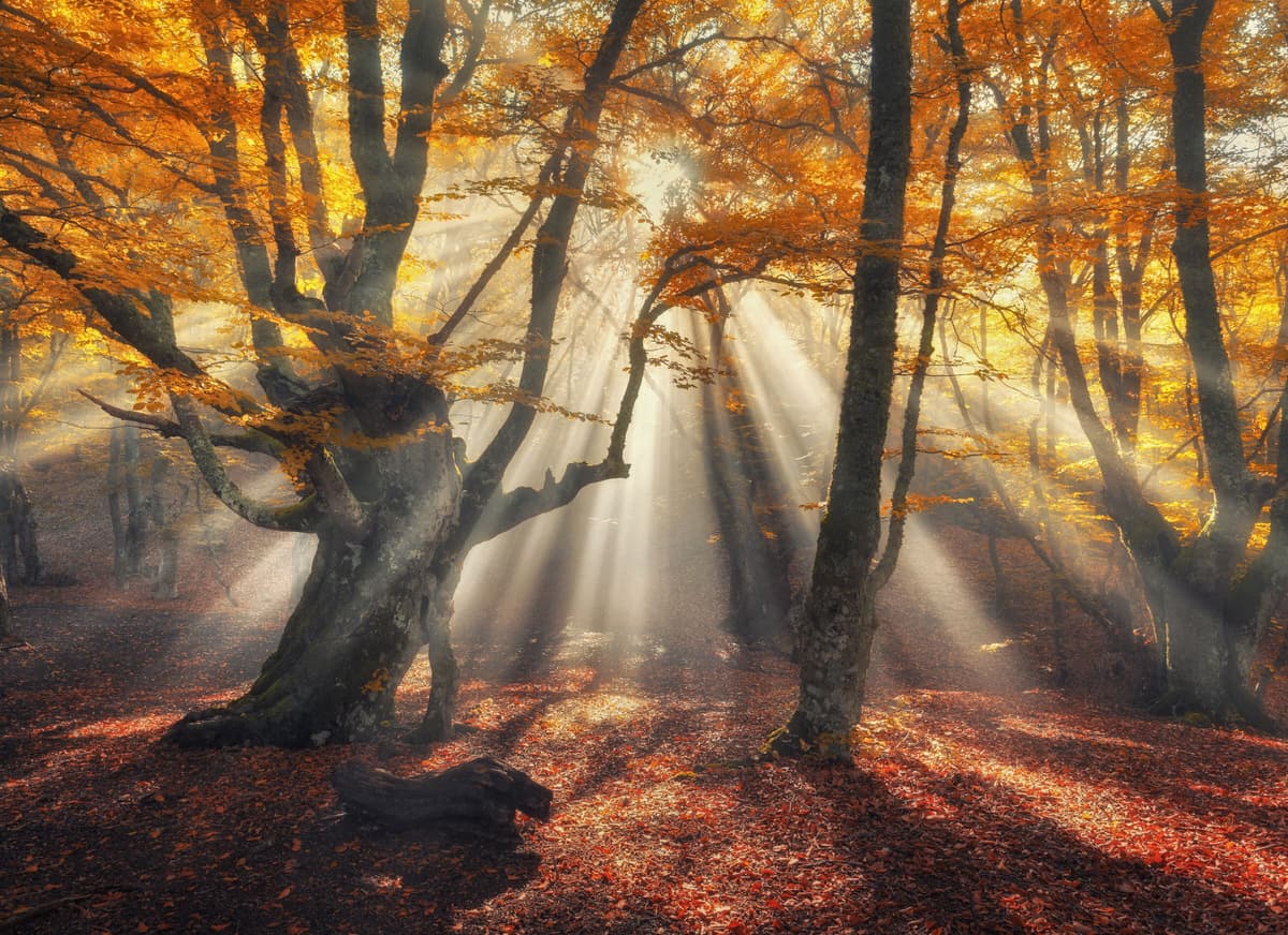 Fototapete PAPERMOON "Magical Old Trees", bunt, B:3,5m L:2,6m, Vlies, Tapeten, Fototapete bunt B/L: 3,5m x 2,6m, Bahnen: 7 Stk.