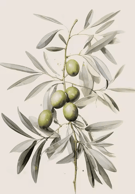 Inspire Curations Retro Olive Tree & Lemon Canvas Poster Vintage Botanical Kitchen & Home Wall Art 2507291243 70x100cm