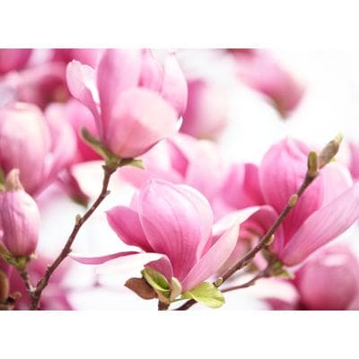 Fototapete PAPERMOON "Pink Magnolia", bunt, B:2m L:1,49m, Vlies, Tapeten