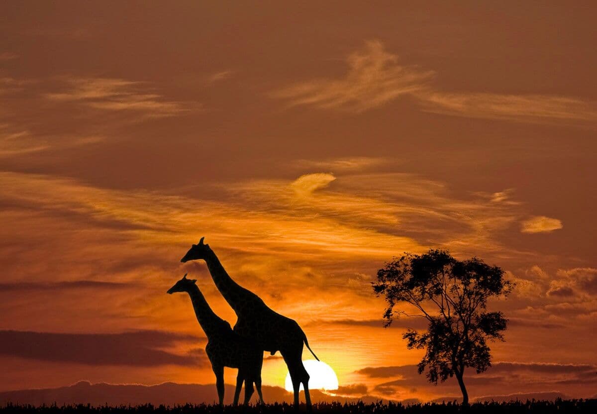 Fototapete PAPERMOON "Giraffen vor Sonnenuntergang", bunt, B:3m L:2,23m, Vlies, Tapeten, Fototapete bunt B/L: 3m x 2,23m, Bahnen: 6 Stk.
