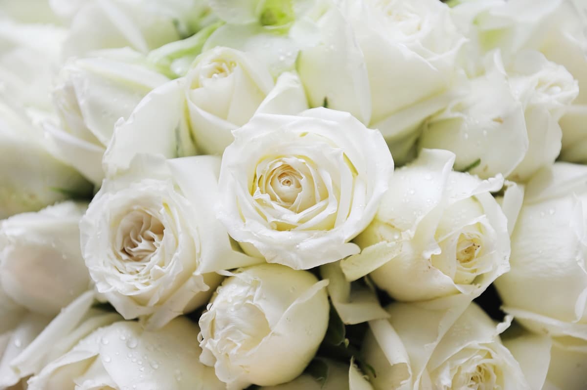 Fototapete PAPERMOON "White Roses", bunt, B:2m L:1,49m, Vlies, Tapeten, Fototapete bunt B/L: 2m x 1,49m, Bahnen: 4 Stk.