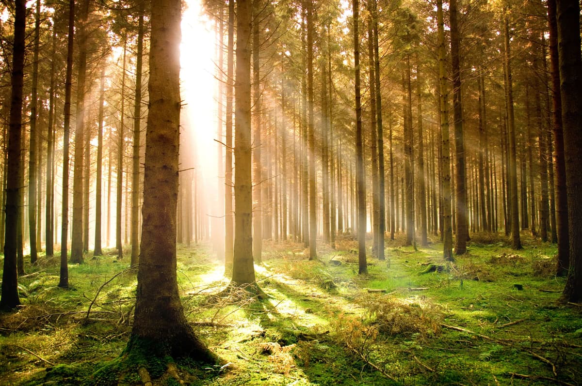 Fototapete PAPERMOON "Autumn Pine Forest", bunt, B:3,5m L:2,6m, Vlies, Tapeten, Fototapete