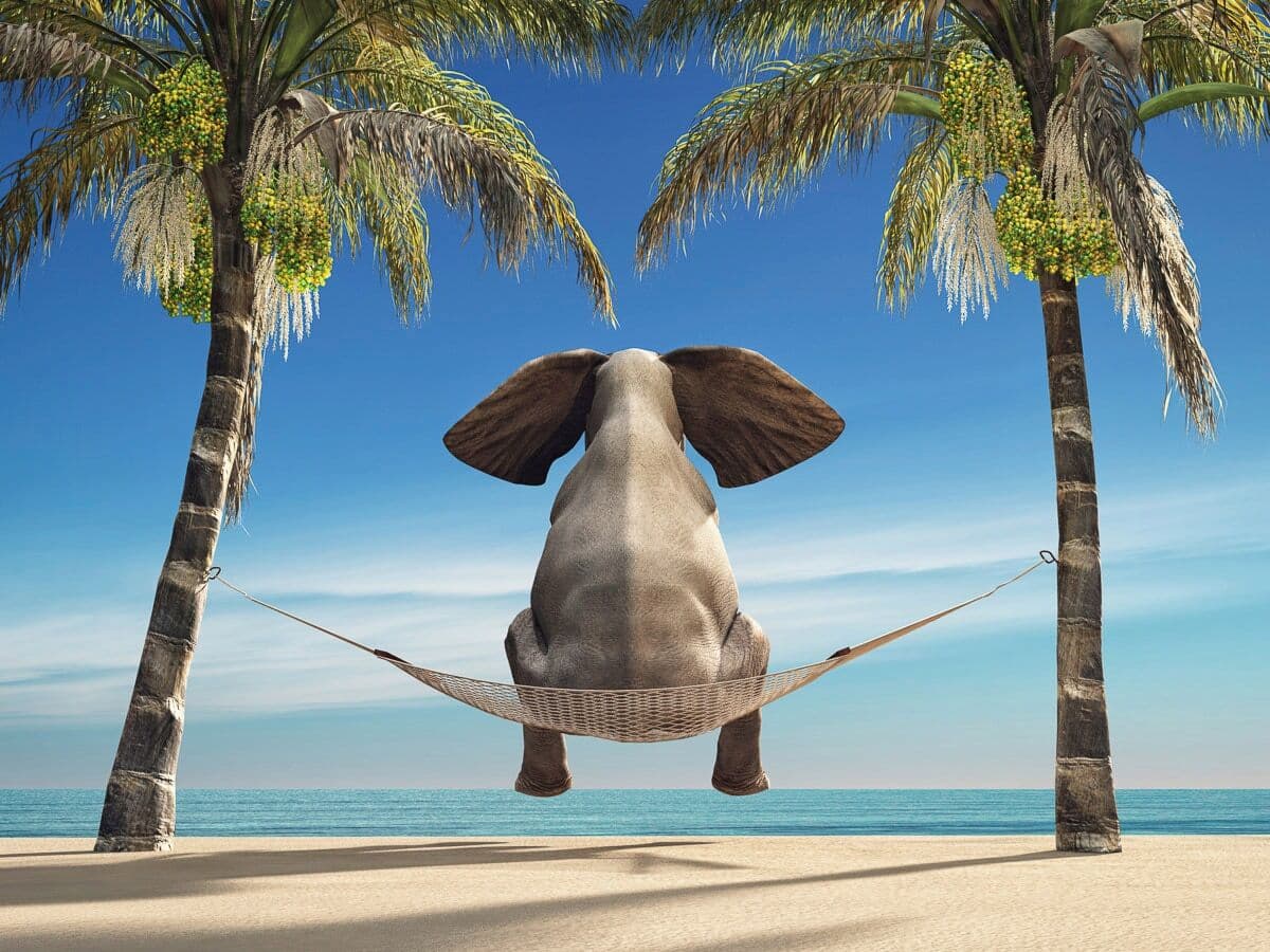 Fototapete PAPERMOON "Elefant auf Hängematte an Strand", bunt, B:4,5m L:2,8m, Vlies, Tapeten, Fototapete bunt B/L: 4,5m x 2,8m, Bahnen: 9 Stk.