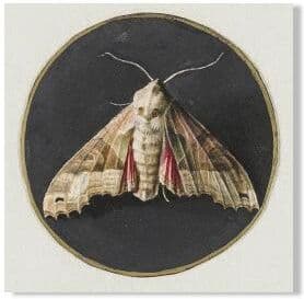 Uplifted Finds Moody Owl & Butterfly Canvas   Dark Academia Nature Art   Executive Library & Cottagecore Sanctuary Decor 3pb20957 60 X 90 Cm No Frame