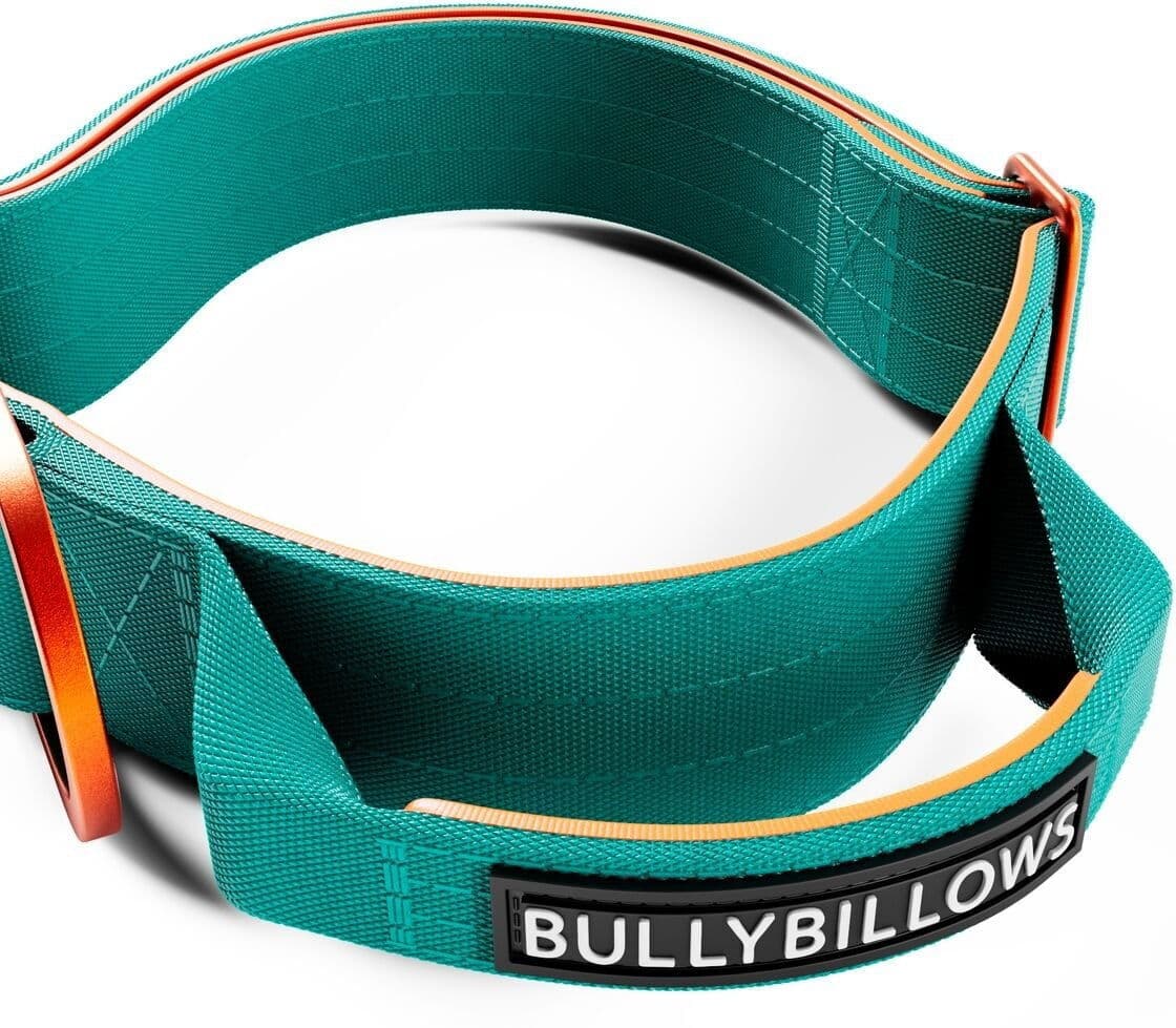 BullyBillows Bullybillow Combat Hundehalsbånd Med Håndtak Turkis & Oransje 4 Cm
