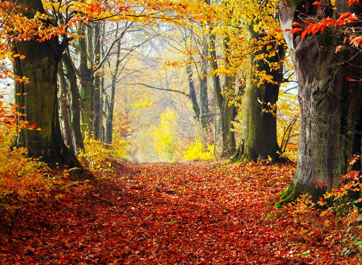 Fototapete PAPERMOON "Autumn Forest Path", bunt, B:2,5m L:1,86m, Vlies, Tapeten, Fototapete bunt B/L: 2,5m x 1,86m, Bahnen: 5 Stk.