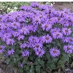 Bienenminze – Monarda hybrida 'Bee-Pretty'