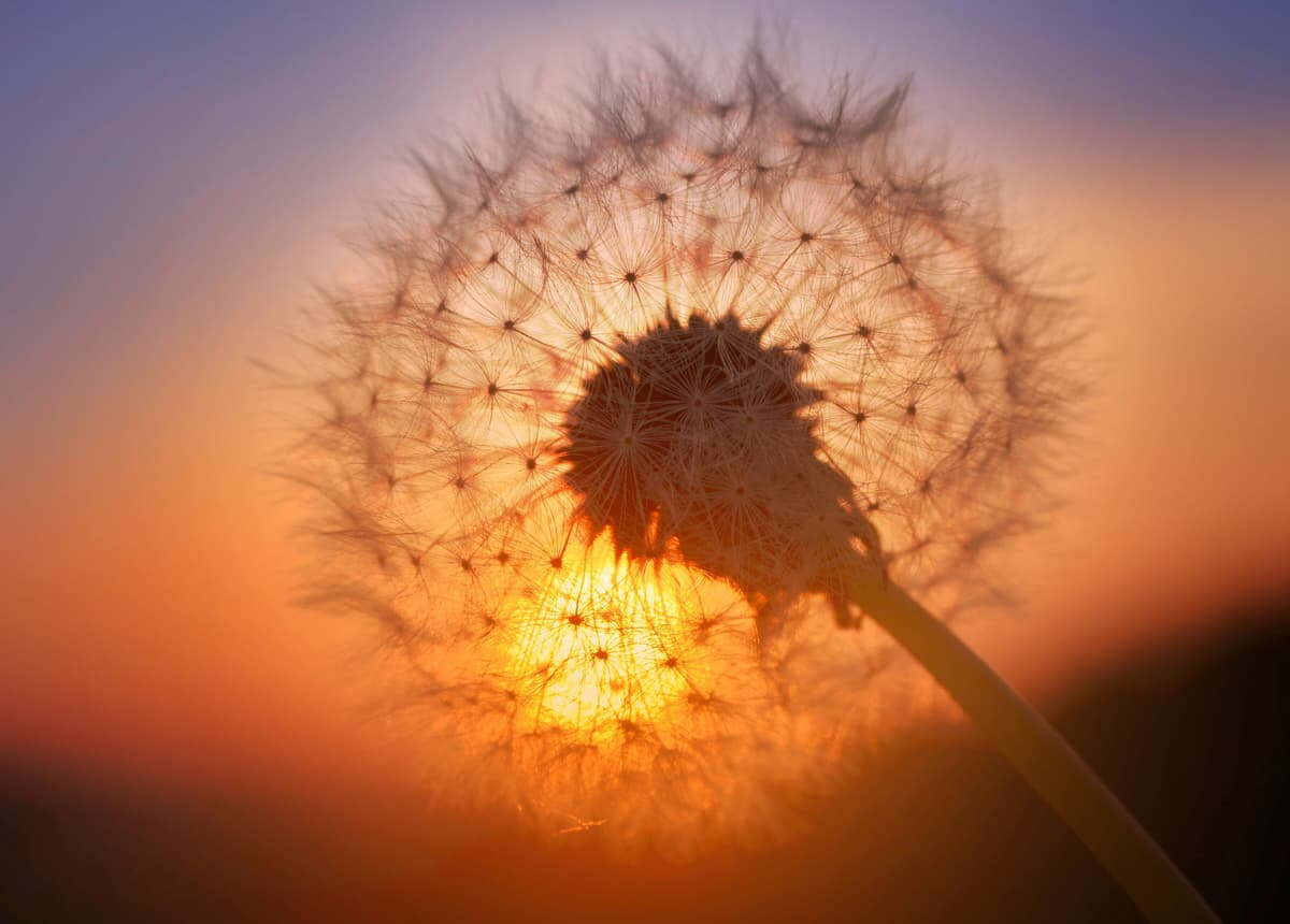 Fototapete PAPERMOON "Golden Sunset Dandelion", bunt, B:3m L:2,23m, Vlies, Tapeten, Fototapete bunt B/L: 3m x 2,23m, Bahnen: 6 Stk.