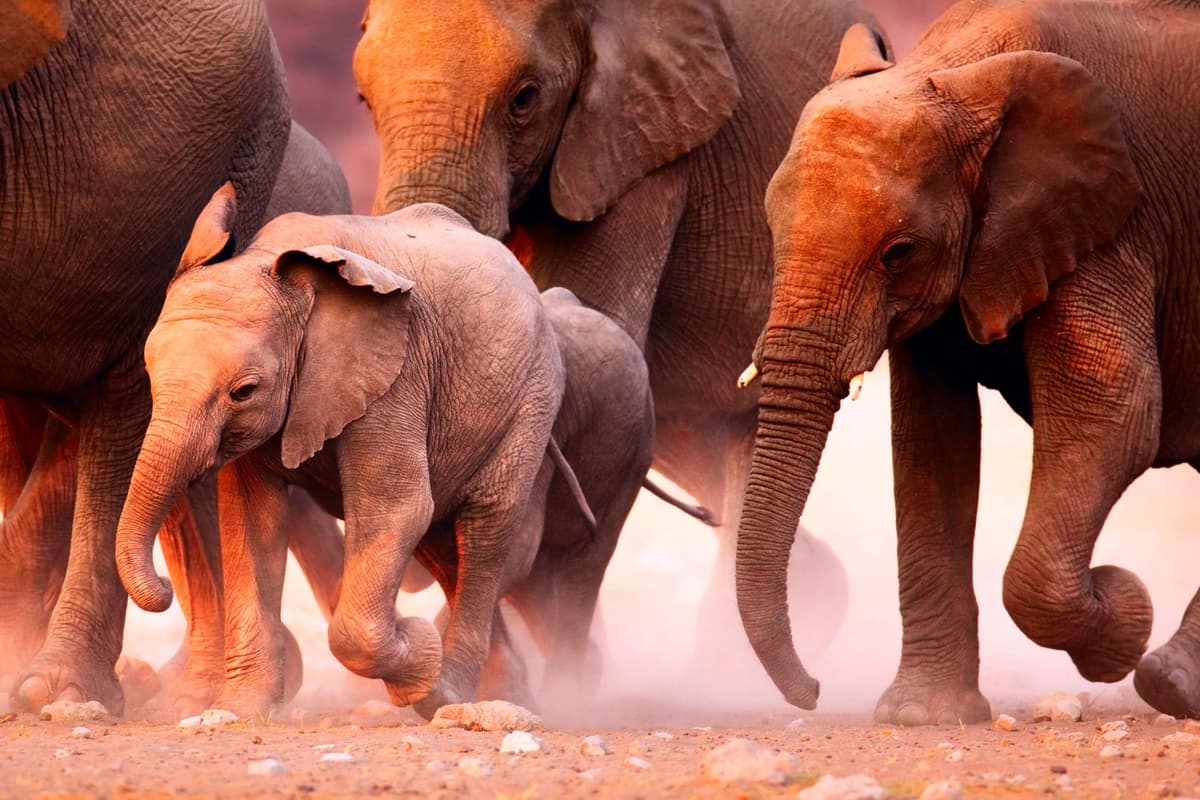 Fototapete PAPERMOON "Elephant Herd", bunt, B:3m L:2,23m, Vlies, Tapeten, Fototapete bunt B/L: 3m x 2,23m, Bahnen: 6 Stk.