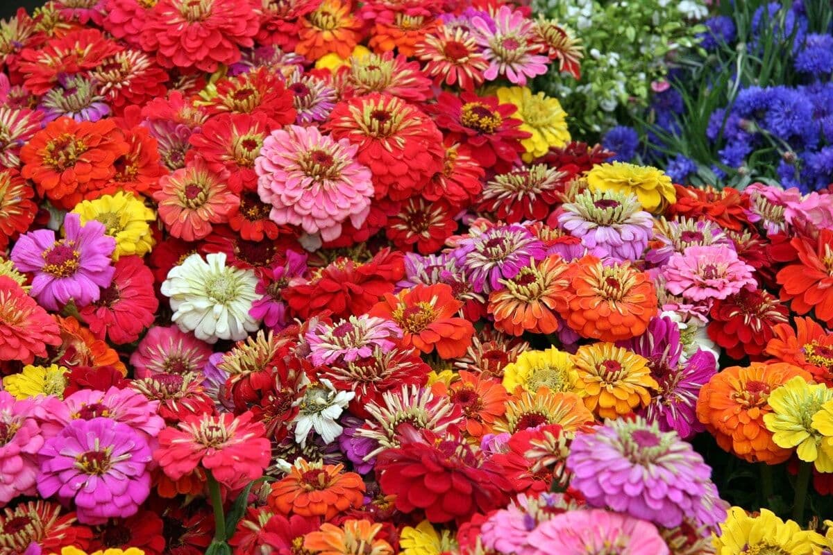 Papermoon "Blumenmeer" bunt B/L: 4m x 2,6m, Rollen: 1