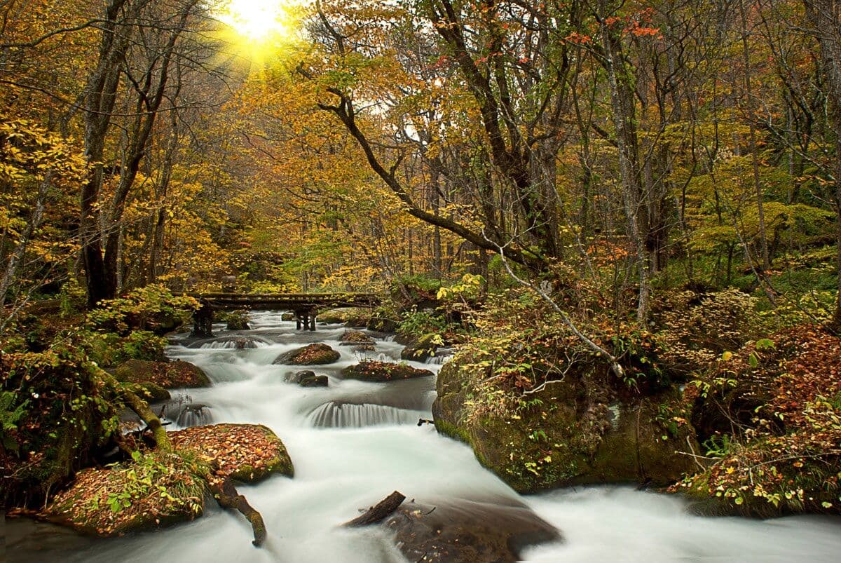 Fototapete PAPERMOON "WALD-NATUR BÄUME WASSERFALL DSCHUNGEL HERBSTLANDSCHAFT", bunt, B:3m L:2,23m, Vlies, Tapeten, Fototapete bunt B/L: 3m x 2,23m, Bahnen: 6 Stk.